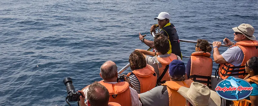 SST 10 Dolphin Facts That Will Change Your Mind About Dolphin Cruise Tours