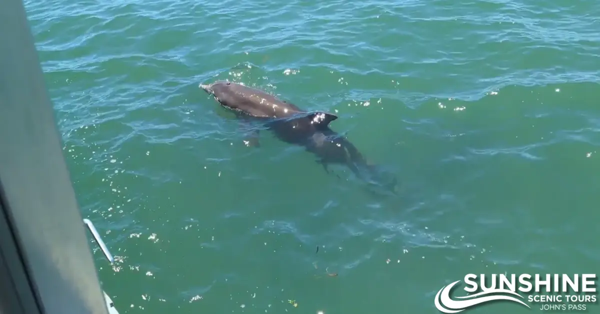 Dolphin swimming near surface in green waters. | SST