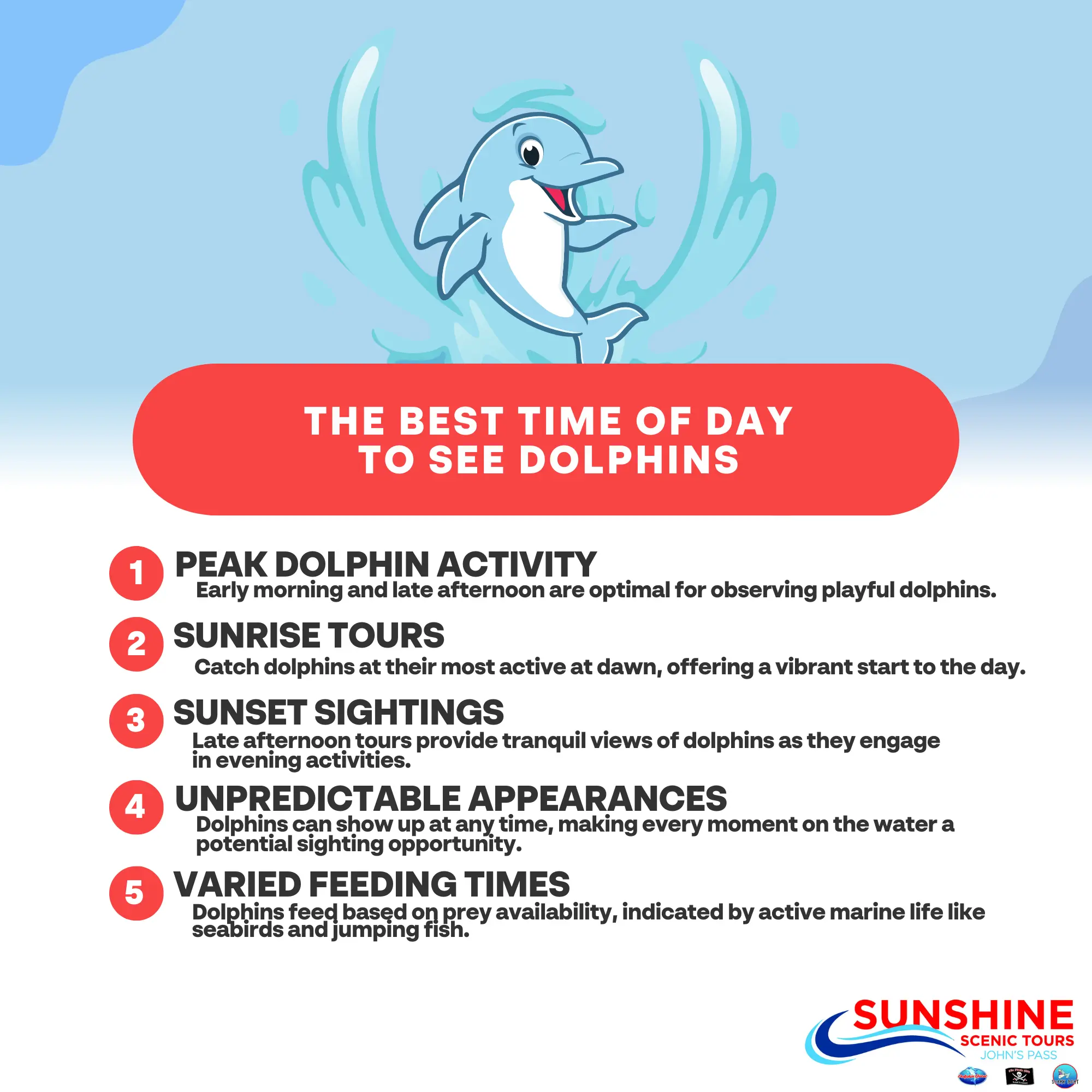 When is the Best Time of Day to See Dolphins?