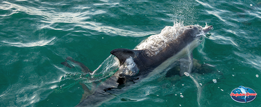 Dolphin Intelligence - A Closer Look