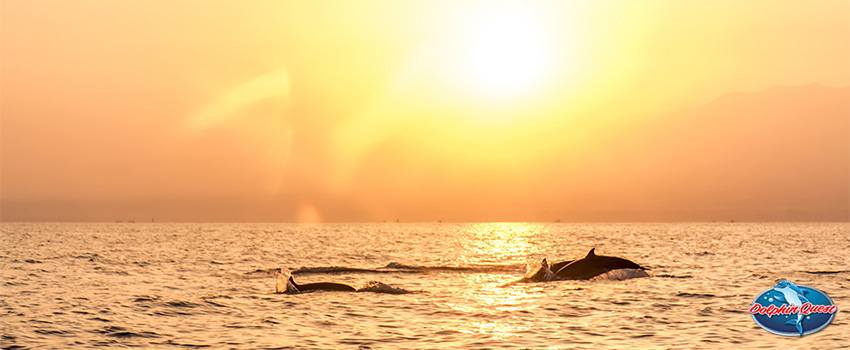 SST Dolphin and Human Interaction - Is There a Special Bond