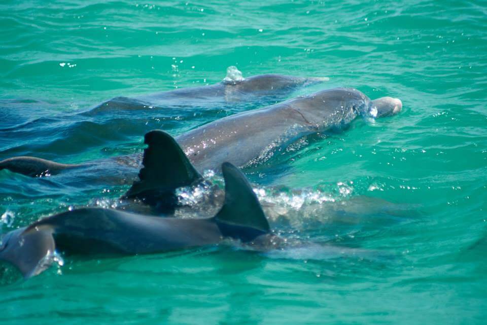 SST THE MOST INTELLIGENT AQUATIC MAMMAL Dolphin