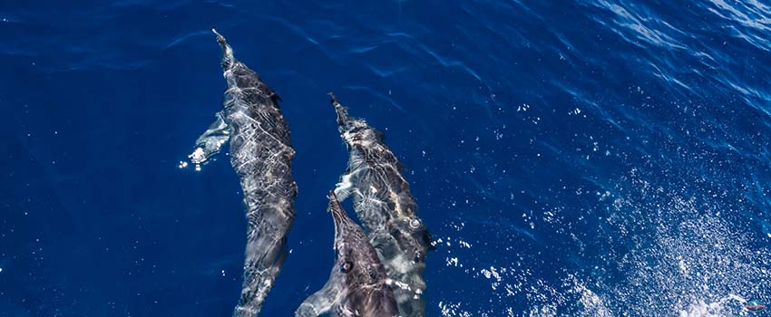 Dolphins running on the surface of the water