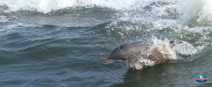 How Dolphin Therapy Helps Wounded Veterans