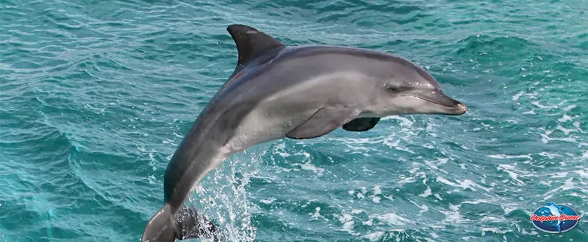 Most Popular Dolphin Movies