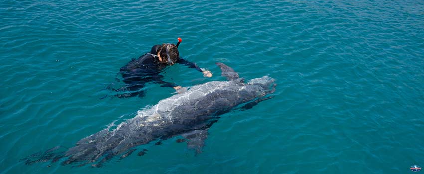 Playing with the dolphine