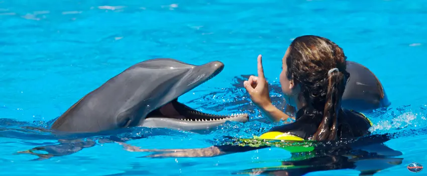 SST-A Dolphin with a Human