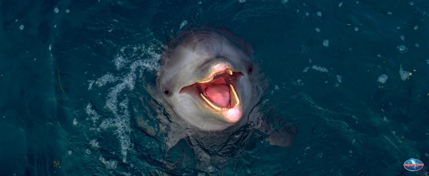 SST-A bottlenose dolphin