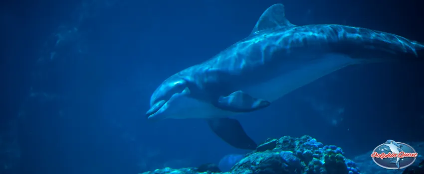 SST - A dolphin swimming underwater