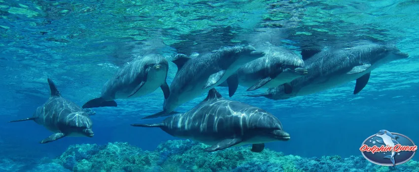 SST - A pod of bottlenose dolphins