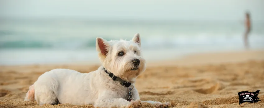 SST - A white Yorkshire terrier lying on beach sand 