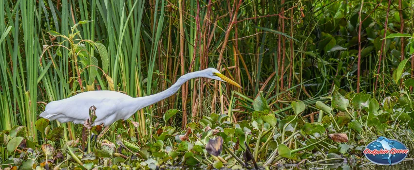 SST - Animal Life in Florida