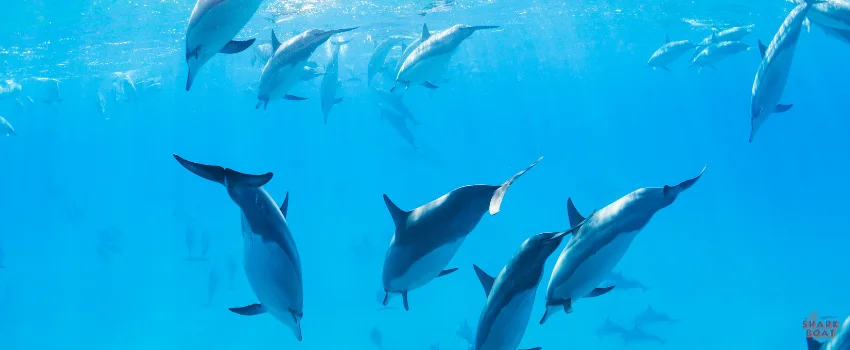 SST-Beware of a gang -ahem- pod of dolphins