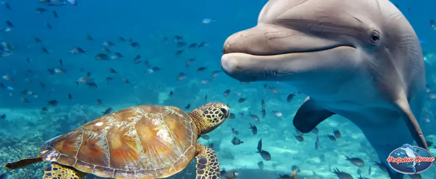 Dolphin with a Turtle