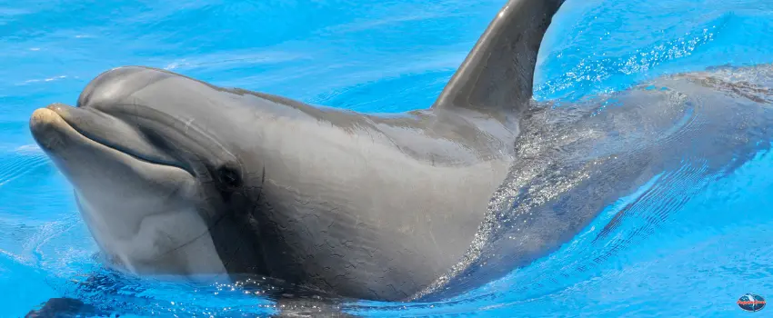 SST-Bottlenose Dolphin