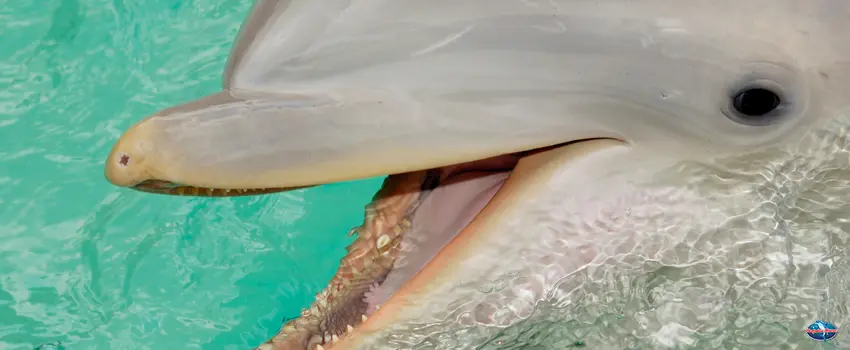 SST-Bottlenose dolphin