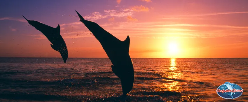 SST - Bottlenose dolphins acrobatics 