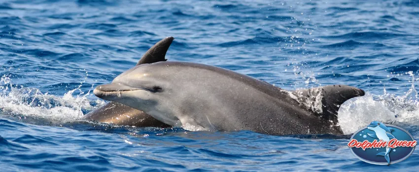 SST - Bottlenose dolphins gliding through the water