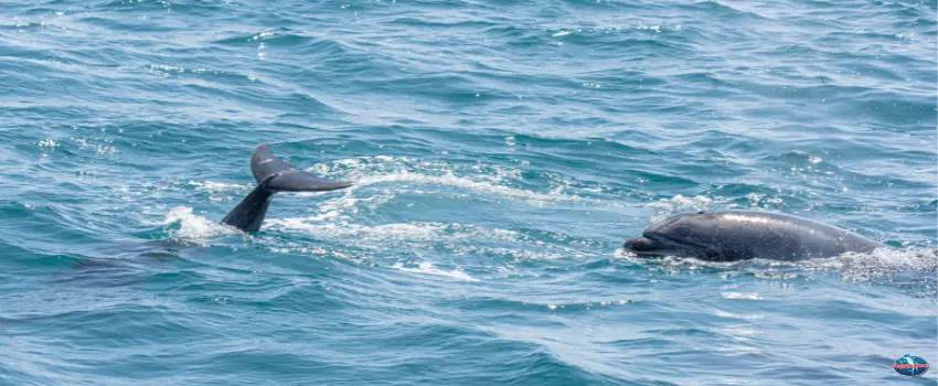 SST-Dolphin above water