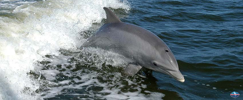 SST-Dolphin jumping and swiming in florida