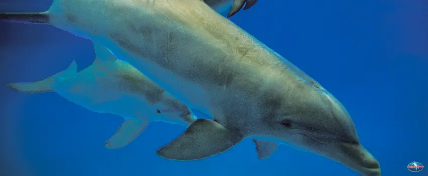 SST-Dolphin with calf