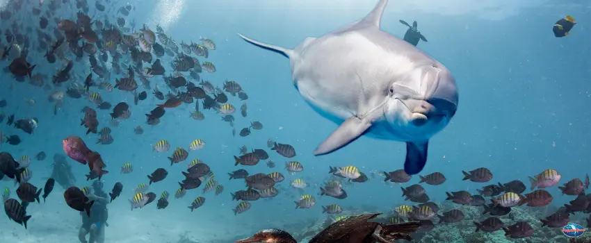 SST-Dolphin with fish