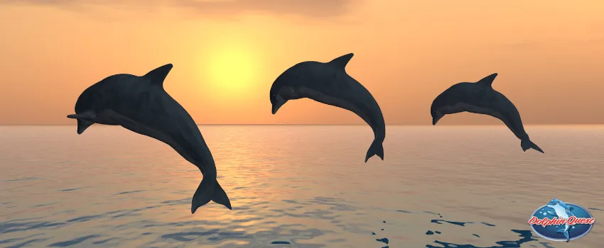 SST - Dolphins jumping off the ocean