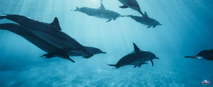 SST-Dolphins swimming