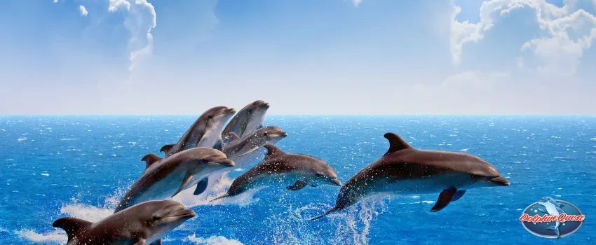 SST - Dolphins swimming in the sea