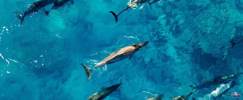 SST-Dolphins swimming