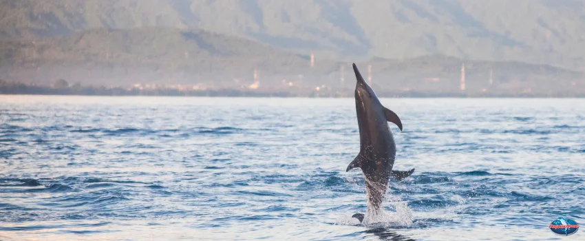 SST-Knowing how to spot dolphins will increase your chances of seeing them