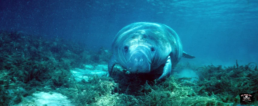 SST-Manatee eating some sea grass