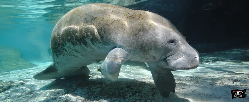 SST-Manatee, or mermaid