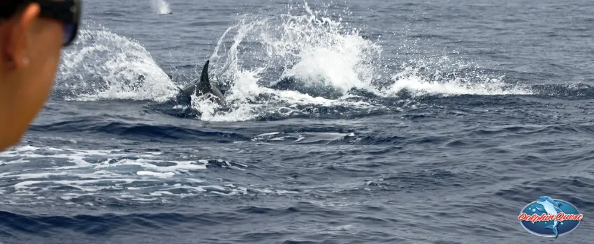 SST - Safe dolphin watching from the boat 