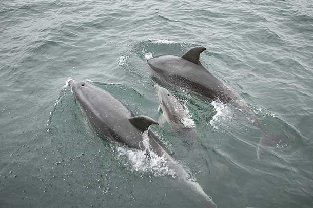 SST Baby Dolphin Swimming