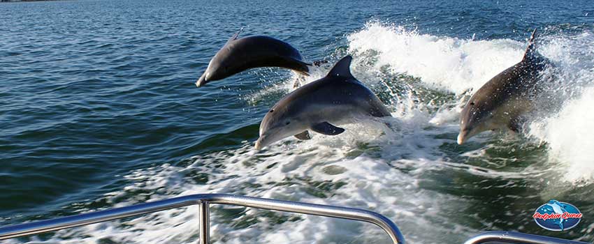 SST Swimming Dolphins