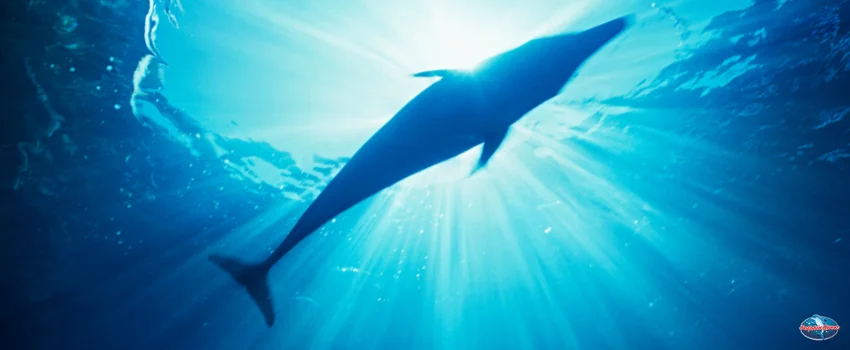 SST-Their future is in our hands