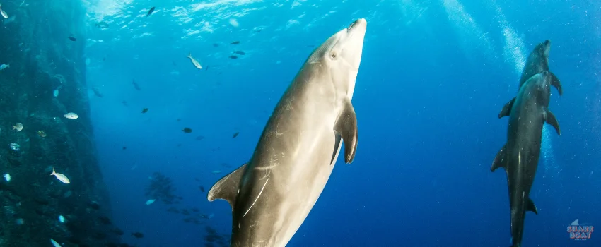 SST-This dolphin looks like it's ready to strike