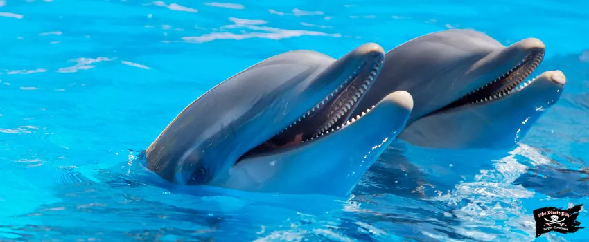 SST - Two dolphins on water