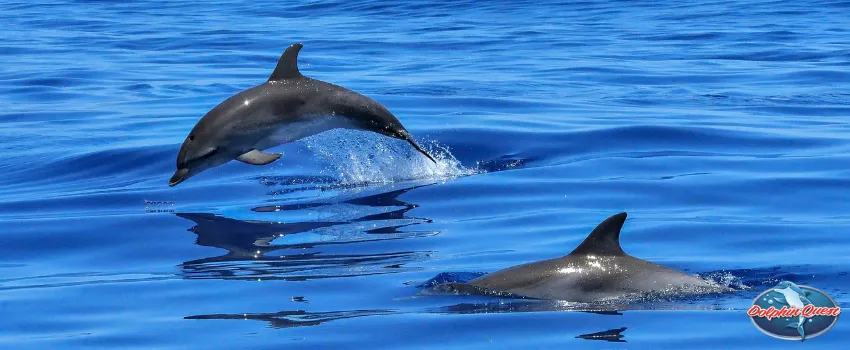 SST - Two dolphins swimming in the ocean