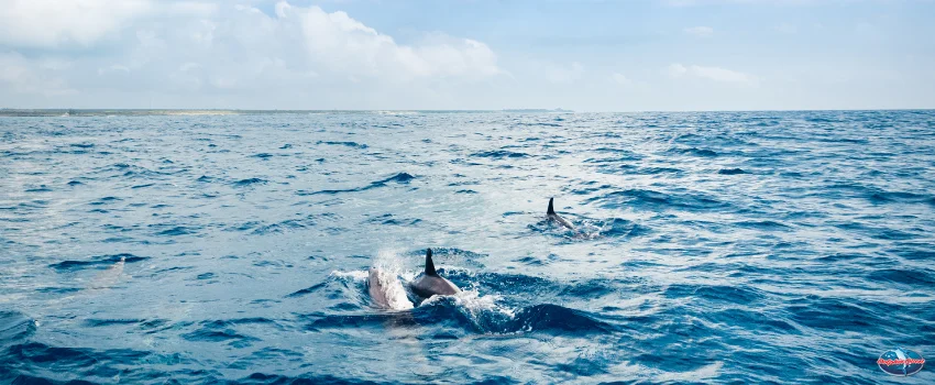 SST-When should you go for a dolphin cruise
