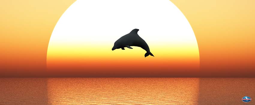 SST-dolphine and the sunset