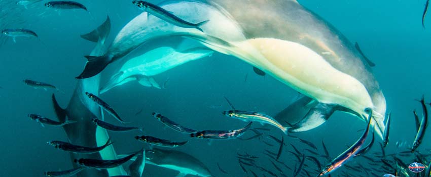 SST-dolphine dancing in the ocean