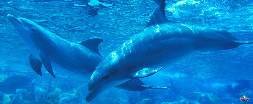 SST-dolphine diving under the sea