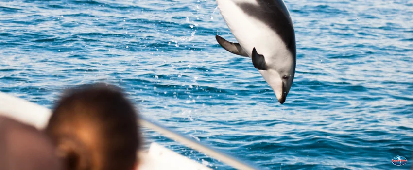 SST-jumping dolphin from a boat