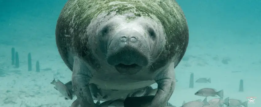 SST-manatee in the sea