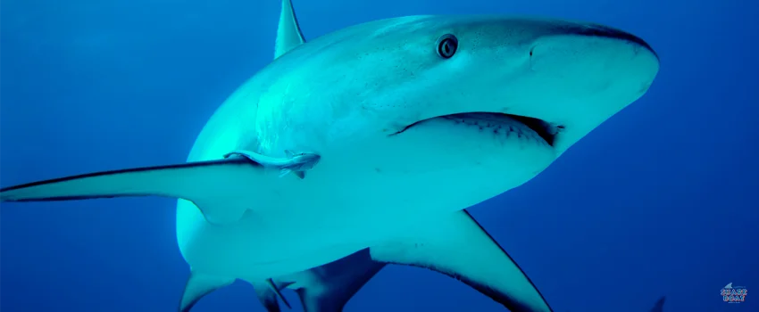 Shark Swimming Under Water