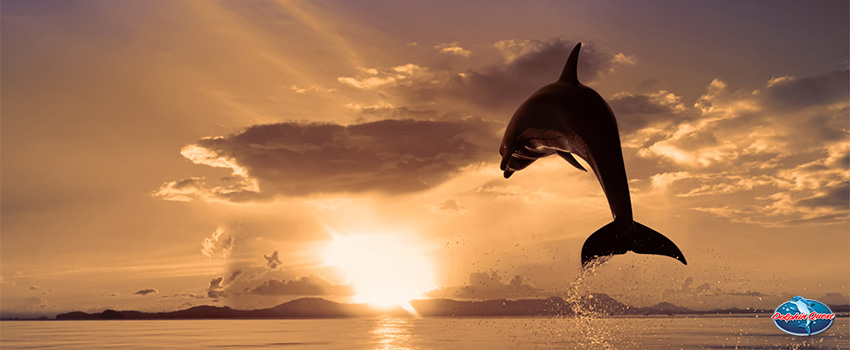 So Long and Thanks for All the Fish - A Guide On Dolphin Intelligence