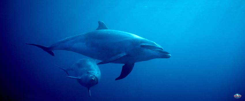 Two Dolphins in Ocean