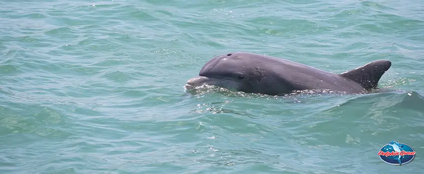 What Do Dolphins Eat